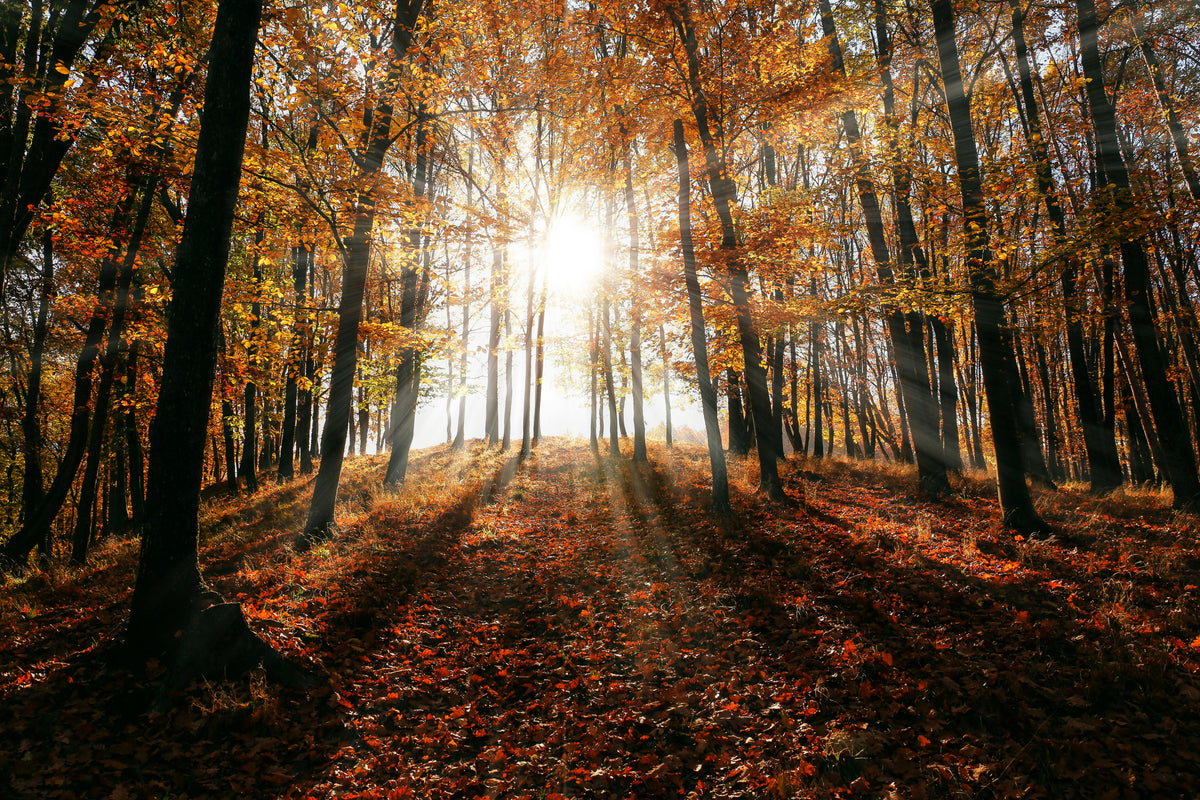 Natuurlijke oliën voor huidverzorging in de herfst - PurePure
